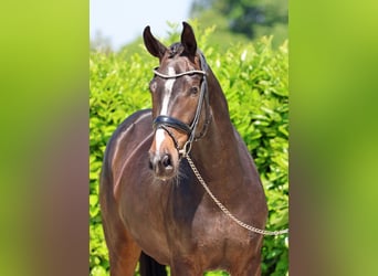 Westphalian, Mare, 4 years, 16,1 hh, Bay-Dark