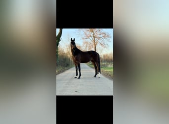 Westphalian, Mare, 4 years, 16,1 hh, Bay-Dark