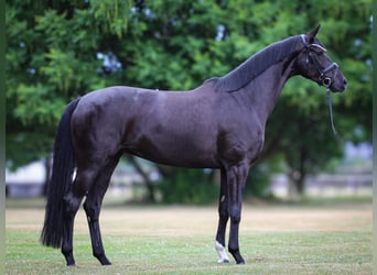 Westphalian, Mare, 4 years, 16.1 hh, Black