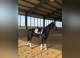 Westphalian, Mare, 4 years, 16,1 hh, Black