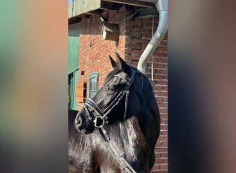 Westphalian, Mare, 4 years, 16,1 hh, Black