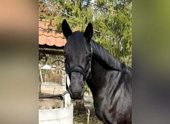 Westphalian, Mare, 4 years, 16.1 hh, Black
