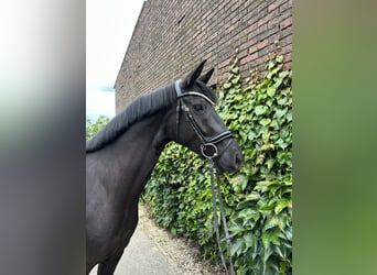 Westphalian, Mare, 4 years, 16.1 hh, Black
