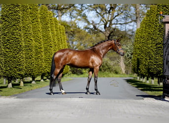 Westphalian, Mare, 4 years, 16.1 hh, Brown