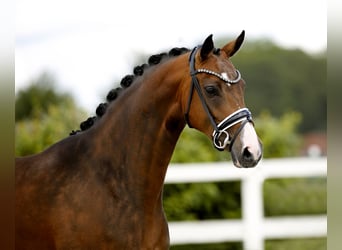 Westphalian, Mare, 4 years, 16.1 hh, Brown