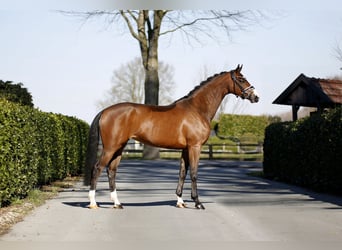 Westphalian, Mare, 4 years, 16.1 hh, Brown