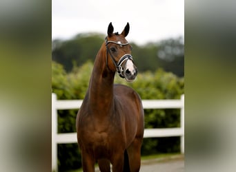 Westphalian, Mare, 4 years, 16.1 hh, Brown