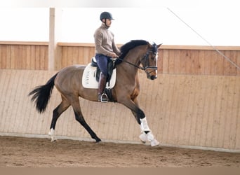 Westphalian, Mare, 4 years, 16.1 hh, Brown