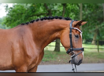 Westphalian, Mare, 4 years, 16.1 hh, Brown