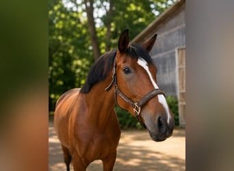 Westphalian, Mare, 4 years, 16.1 hh, Brown