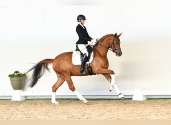 Westphalian, Mare, 4 years, 16.1 hh, Brown