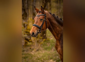 Westphalian, Mare, 4 years, 16.1 hh, Brown