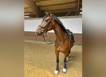 Westphalian, Mare, 4 years, 16.1 hh, Brown