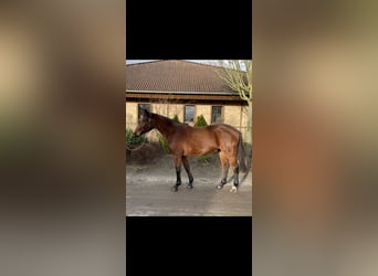 Westphalian, Mare, 4 years, 16.1 hh, Brown