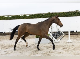 Westphalian, Mare, 4 years, 16.1 hh, Brown