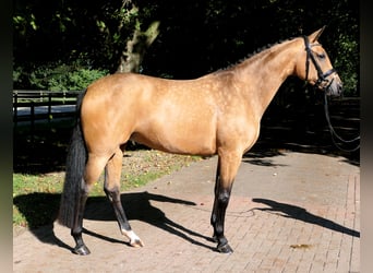 Westphalian, Mare, 4 years, 16,1 hh, Buckskin