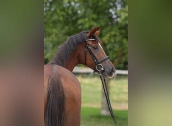 Westphalian, Mare, 4 years, 16.1 hh, Chestnut
