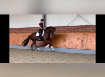 Westphalian, Mare, 4 years, 16,1 hh, Chestnut