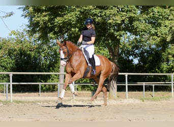 Westphalian, Mare, 4 years, 16.1 hh, Chestnut-Red