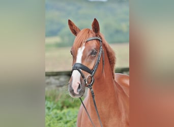 Westphalian, Mare, 4 years, 16,1 hh, Chestnut-Red