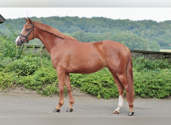 Westphalian, Mare, 4 years, 16,1 hh, Chestnut-Red