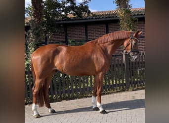 Westphalian, Mare, 4 years, 16.1 hh, Chestnut-Red