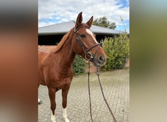 Westphalian, Mare, 4 years, 16,1 hh, Chestnut-Red