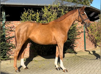 Westphalian, Mare, 4 years, 16,1 hh, Chestnut-Red