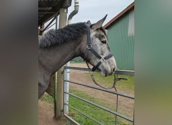 Westphalian, Mare, 4 years, 16.1 hh, Grey