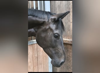 Westphalian, Mare, 4 years, 16.1 hh, Smoky-Black