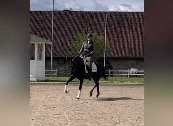 Westphalian, Mare, 4 years, 16.1 hh, Smoky-Black