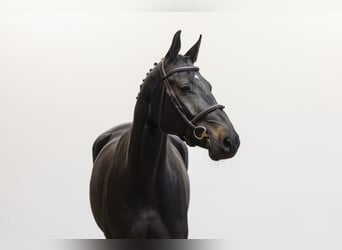 Westphalian, Mare, 4 years, 16.1 hh, Smoky-Black