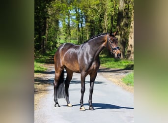 Westphalian, Mare, 4 years, 16.2 hh, Bay-Dark