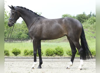 Westphalian, Mare, 4 years, 16.2 hh, Bay-Dark