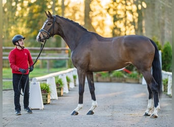 Westphalian, Mare, 4 years, 16.2 hh, Bay-Dark