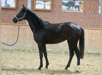 Westphalian, Mare, 4 years, 16,2 hh, Black