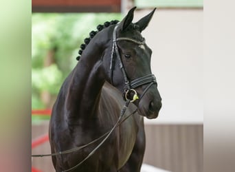 Westphalian, Mare, 4 years, 16.2 hh, Black