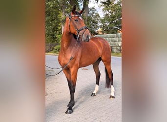 Westphalian, Mare, 4 years, 16.2 hh, Brown