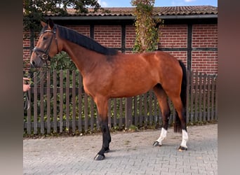 Westphalian, Mare, 4 years, 16.2 hh, Brown