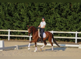Westphalian, Mare, 4 years, 16.2 hh, Brown
