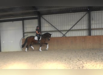 Westphalian, Mare, 4 years, 16,2 hh, Brown