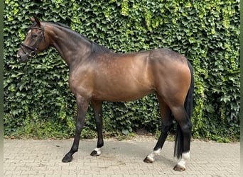 Westphalian, Mare, 4 years, 16.2 hh, Brown