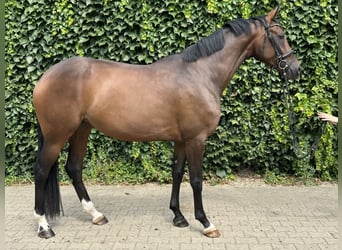 Westphalian, Mare, 4 years, 16.2 hh, Brown