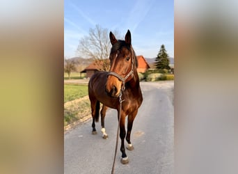 Westphalian, Mare, 4 years, 16.2 hh, Brown