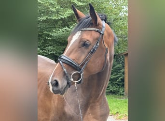 Westphalian, Mare, 4 years, 16.2 hh, Brown