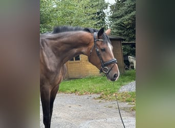 Westphalian, Mare, 4 years, 16.2 hh, Brown