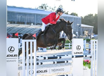 Westphalian, Mare, 4 years, 16.2 hh, Brown