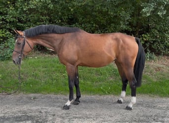 Westphalian, Mare, 4 years, 16.2 hh, Brown