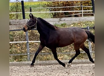 Westphalian, Mare, 4 years, 16.2 hh, Brown