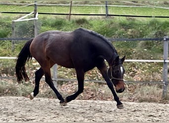 Westphalian, Mare, 4 years, 16.2 hh, Brown